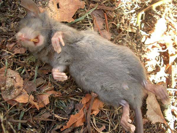 Làm thế nào để khử mùi chuột chết trong nhà?